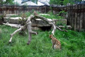 Serval