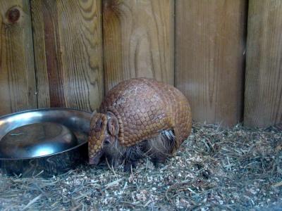 Tatou à 3 bandes - 2016