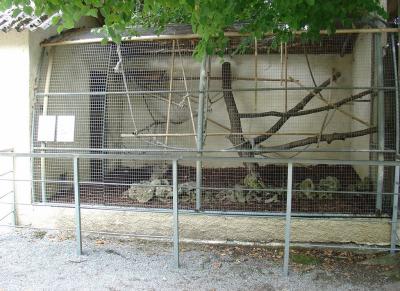 Agouti d'Azara - 2005