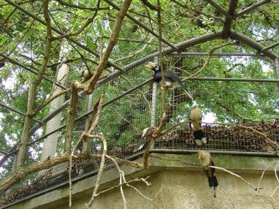 Calao pie - Guira cantara - 2005