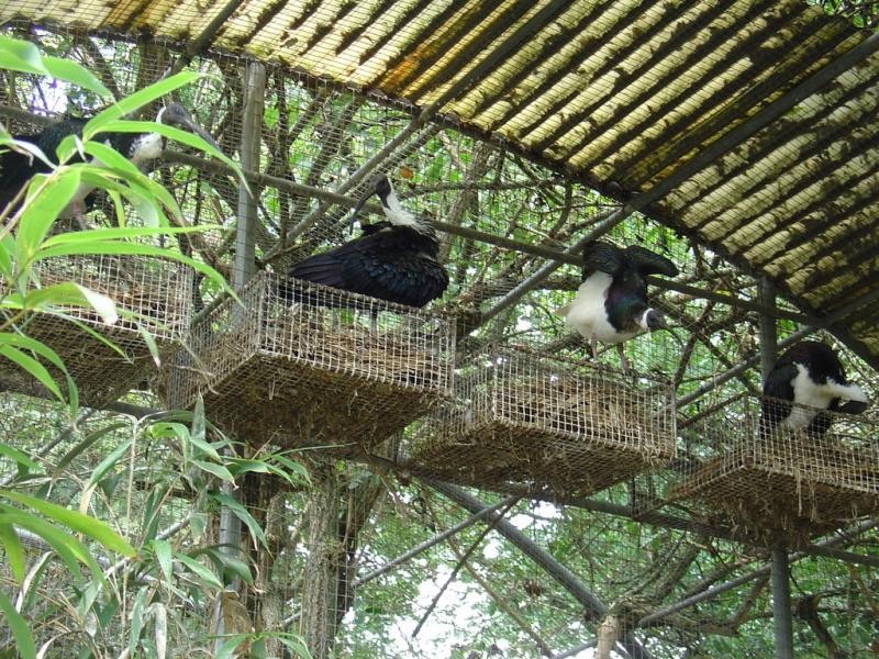 Ibis d'Australie