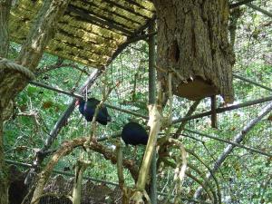 Poule sultane