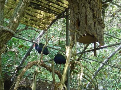 Poule sultane - 2005