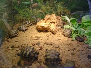 Tortue d'Hermann