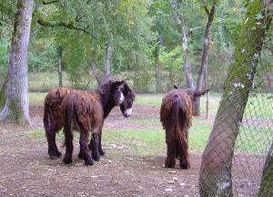 Ane du Poitou