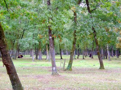 Bison d'Europe - 2004