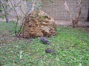 Buse variable