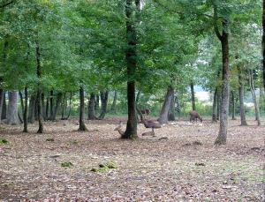 Cerf élaphe