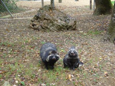 Chien viverrin - 2004