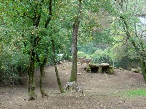 Loup d'Europe