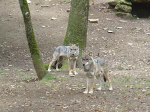 Loup d'Europe