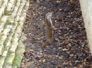 Loutre d'Europe