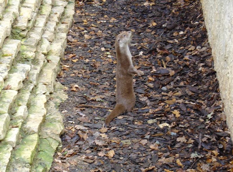 Loutre d'Europe