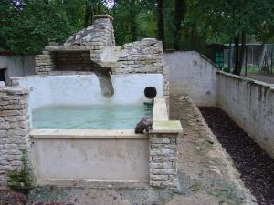 Loutre d'Europe