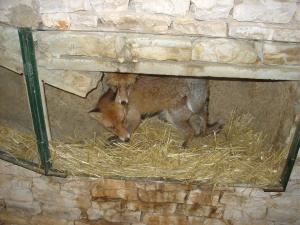 Renard