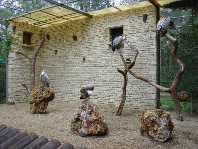 Vautour fauve - 2004