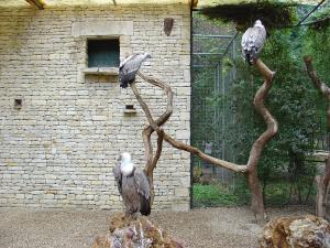 Vautour fauve