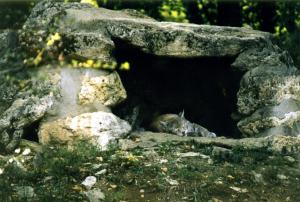 Lynx