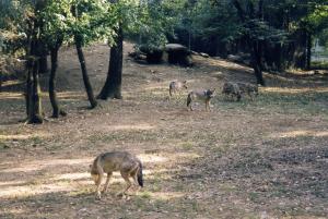 Loup d'Europe