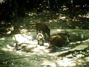 Sanglier