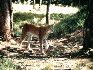 Lynx