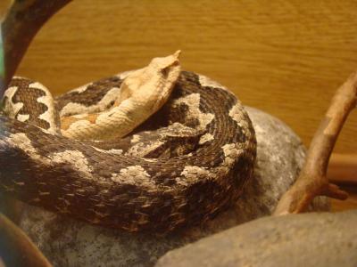 Vivarium - 2009