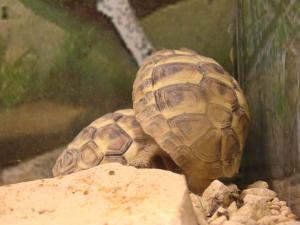 Tortue d'Hermann