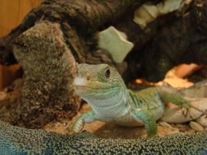 Lézard ocellé