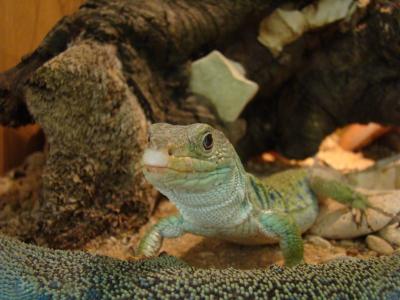 Lézard ocellé - 2009