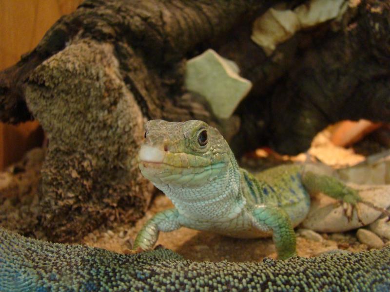 Lézard ocellé