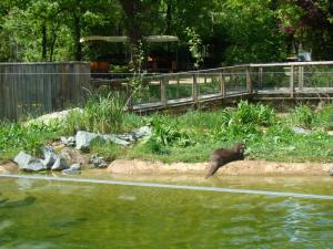 Loutre d'Europe