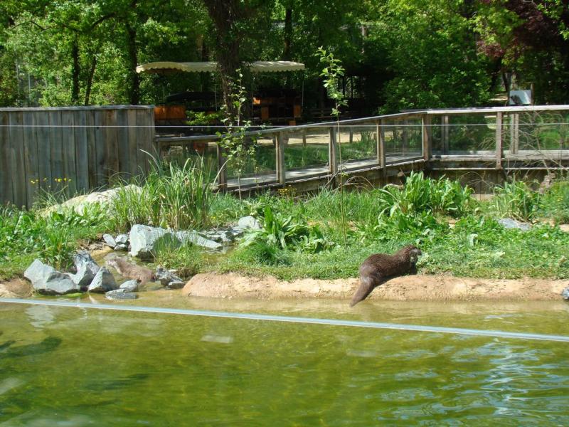 Loutre d'Europe