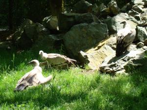 Vautour fauve