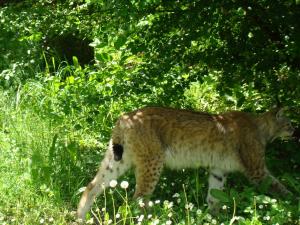 Lynx