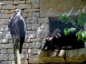 Buse variable