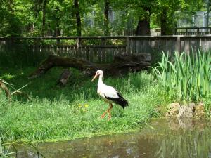 Cigogne blanche