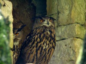 Hibou Grand-duc