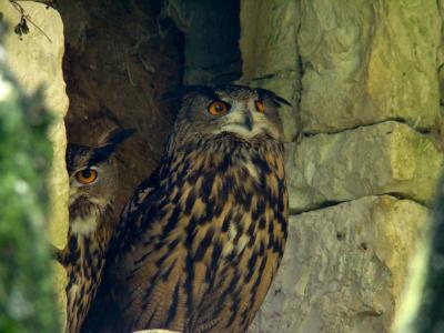 Hibou Grand-duc - 2009