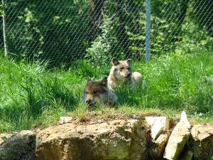 Loup d'Europe