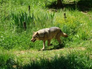 Loup d'Europe