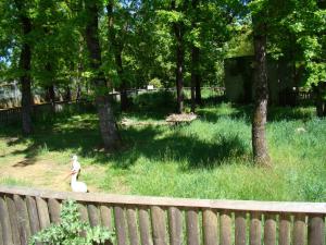 Cigogne blanche