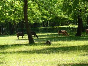 Cerf élaphe