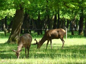 Cerf élaphe