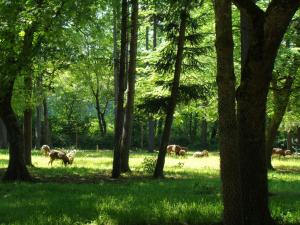 Mouflon