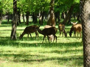 Cerf élaphe