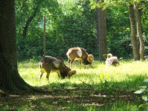 Mouflon