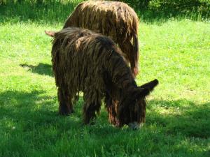 Ane du Poitou