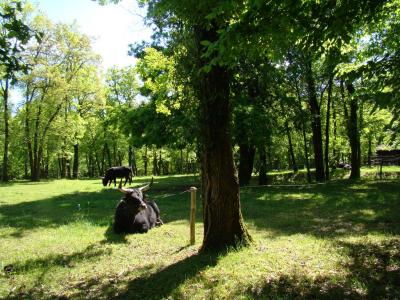 Auroch reconstitué - 2009