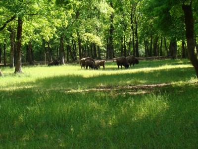 Bison d'Europe - 2009