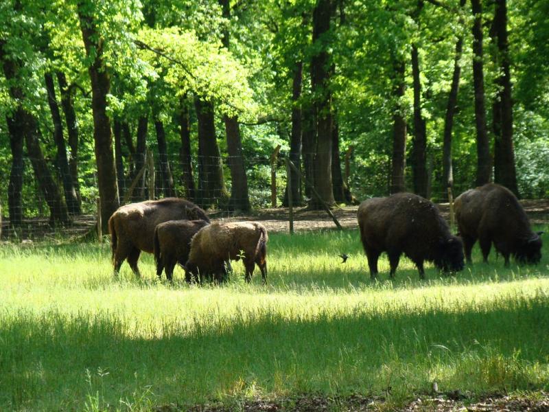 Bison d'Europe